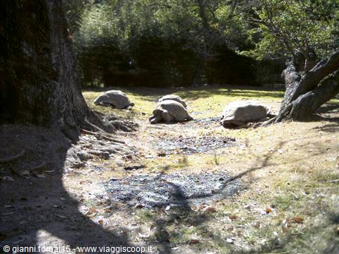 Parco di Peyrieras Tartarughe con il rostro