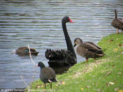 Cigno nero sul Torrens River