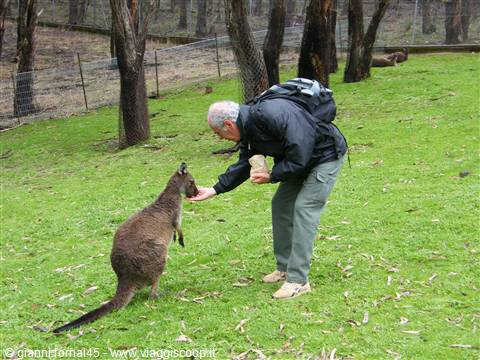 Dar da mangiara agli wallabies