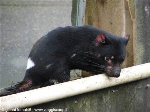 Devil of Tasmania di giorno povero animale notturno