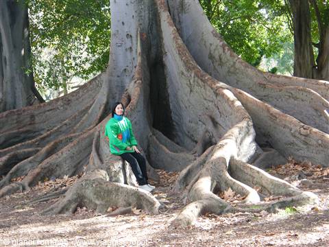 Ficus Macrophylla
