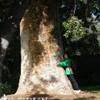 Taxodium Mucrontum AUSTRALIA 
