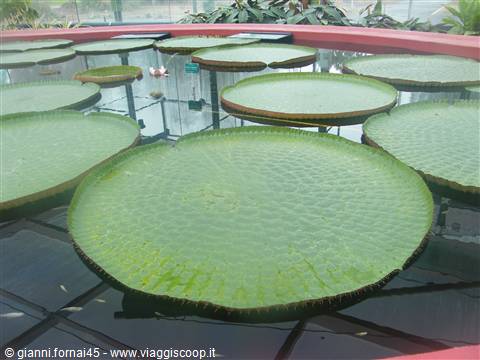Fiore Rarissimo: Victoria amazonica