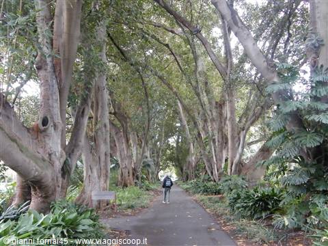 Viale dei Ficus Macrophylla