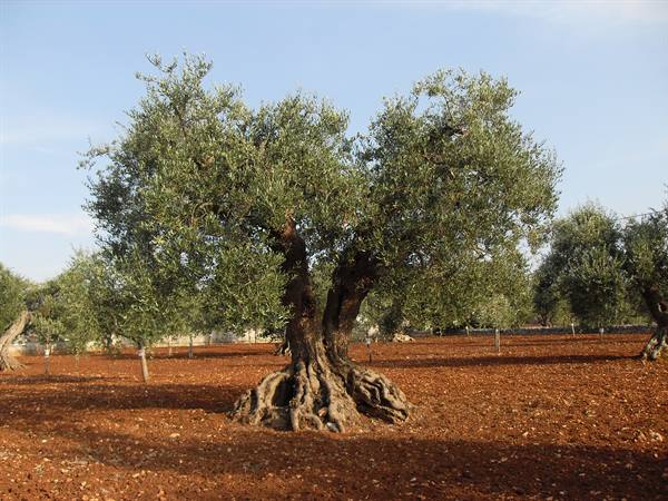una meraviglia della natura