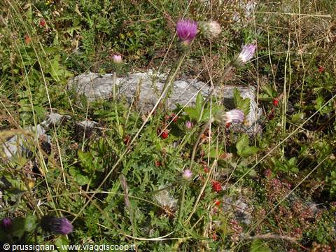 fragole ristoratrici