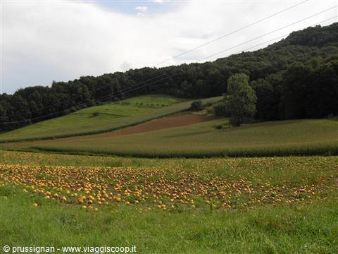 campi....campi....e campi di zucche