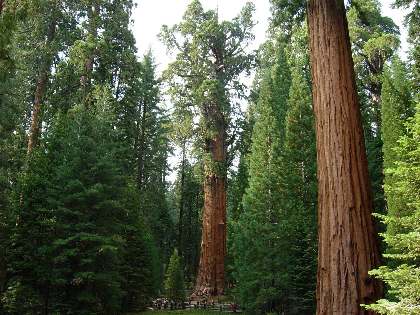 Generale Sherman - Sequoia National Park