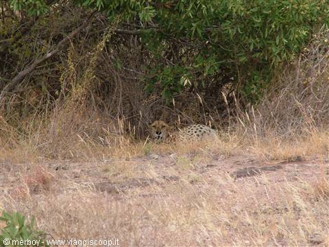 Safari - Tsavo Est