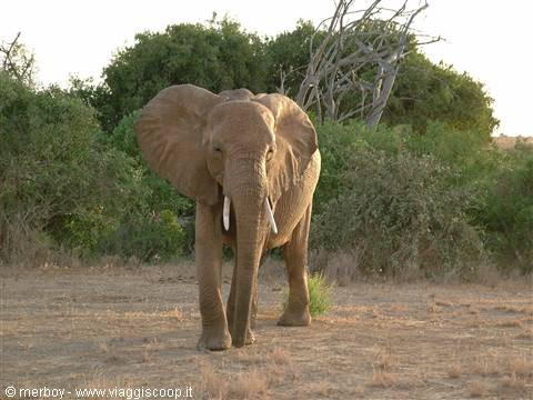 Safari - Tsavo Est