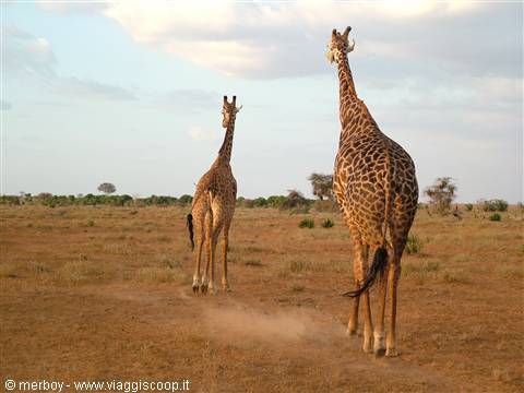 Safari - Tsavo Est