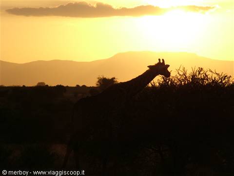 Safari - Tsavo Est
