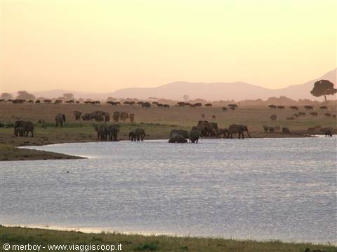Safari - Tsavo Est