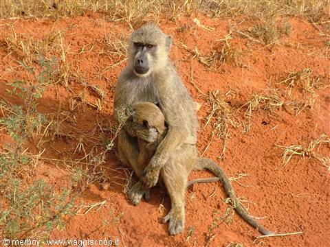 Safari - Tsavo Est