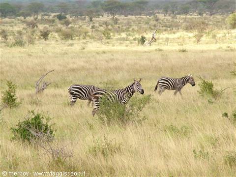 Safari - Tsavo Est 