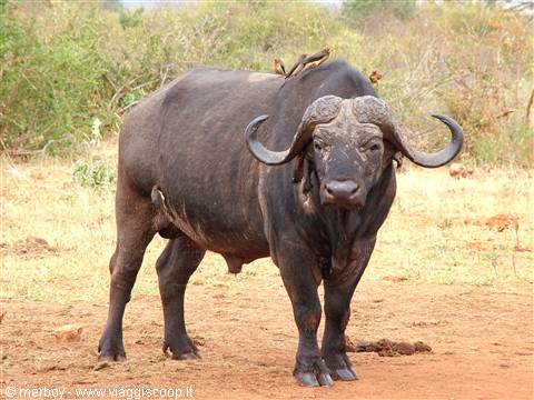 Safari - Tsavo Est 