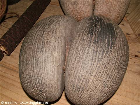 Seme del Coco de Mer