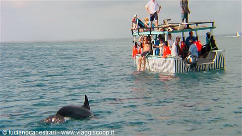 Incontro coi delfini