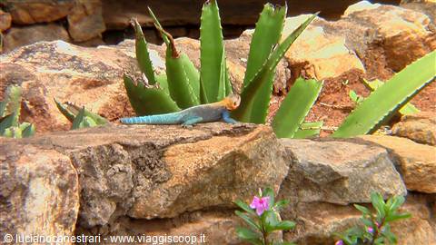 Tsavo East: lucertolina