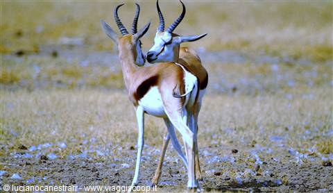 Tsavo East Antilopi