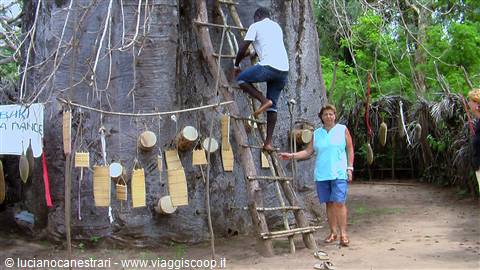 Mambrui: Il vecchio baobab