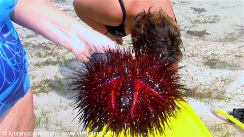 Watamu: riccio gigante