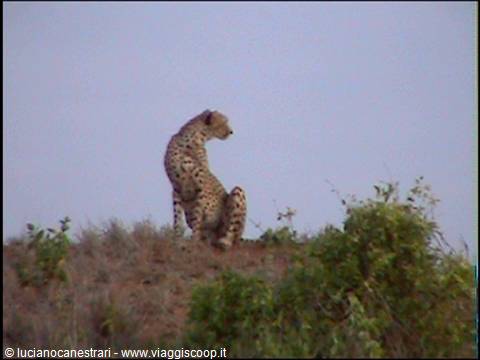 Tsavo East: Pardo in vedetta