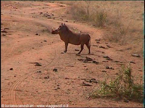 Tsavo East: facocero