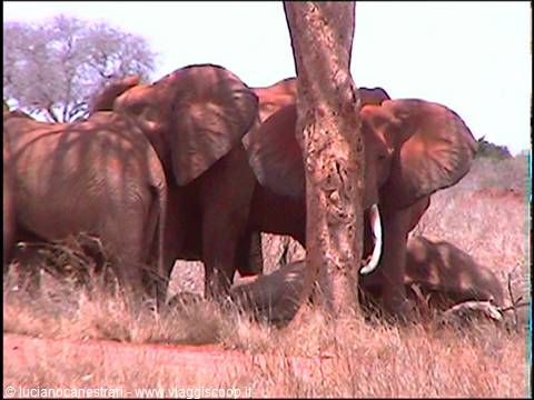 Tsavo East: elefanti in veglia di morte