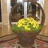 Fiori di benvenuto, Hotel Mediterraneo ITALIA 