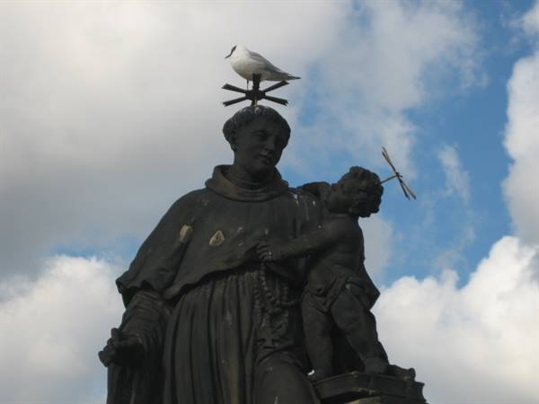 Colto al volo