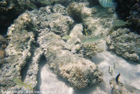 acquarionaturale