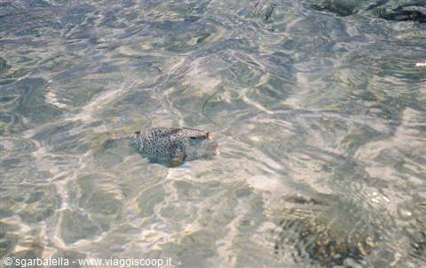 guardachepesce