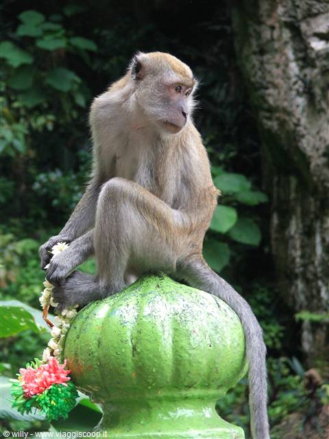 Scimmia Macachi
