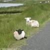  IRLANDA 