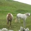 IRLANDA 