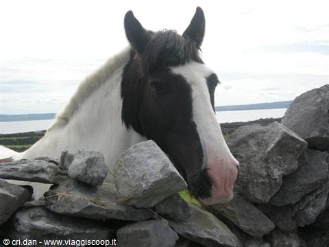 Aran Islands - Inis Oírr