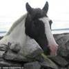 Aran Islands - Inis Oírr IRLANDA 