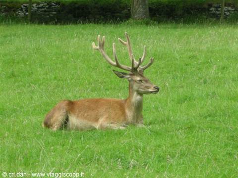 Bunratty Castle & Folk Park