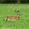 Bunratty Castle & Folk Park IRLANDA 