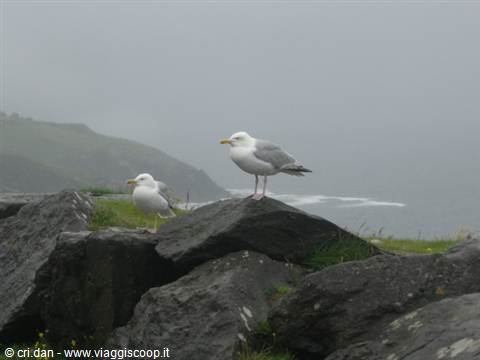 Penisola di Dingle