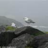 Penisola di Dingle IRLANDA 