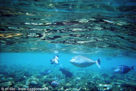 Un po' di snorkeling...