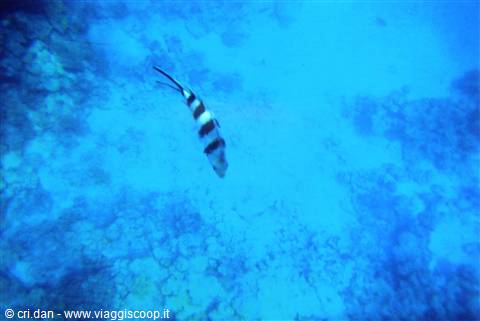 Un po' di snorkeling...