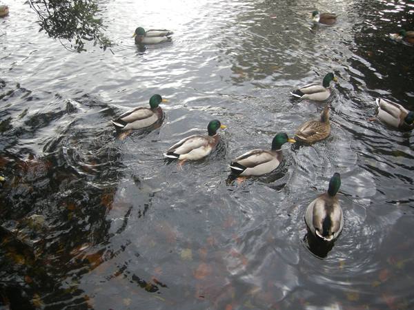 St. Stephen's Green