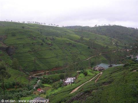 NUWARA ELIYA piantagioni di te