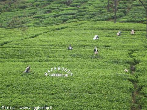 NUWARA ELIYA piantagioni di te