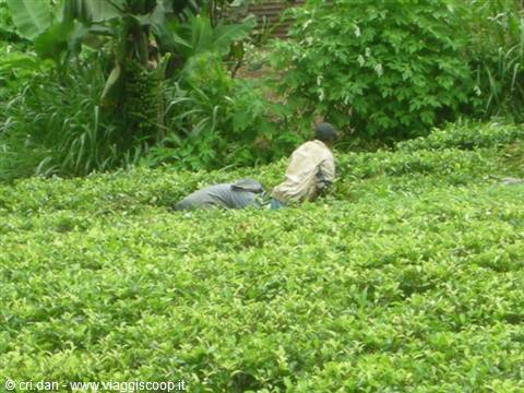 NUWARA ELIYA piantagioni di te