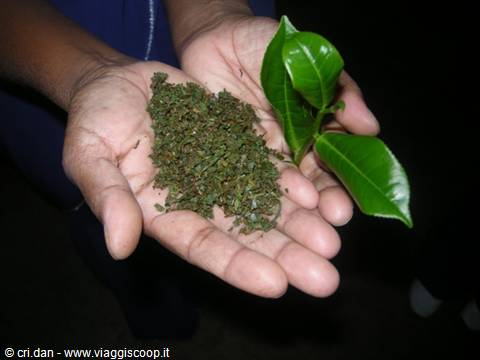 NUWARA ELIYA