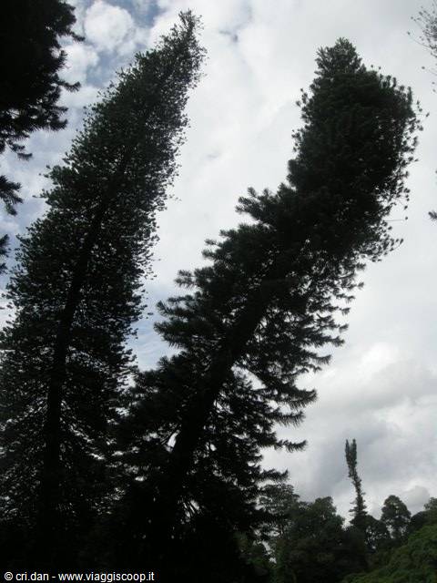 Kendy - giardini botanici reali